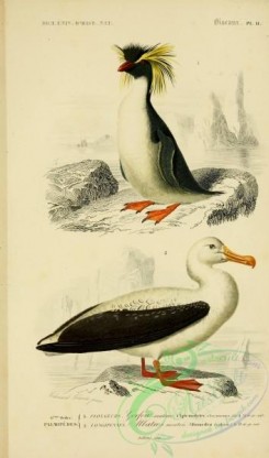 waterfowls-00260 - Crested Penguin, Wandering Albatross