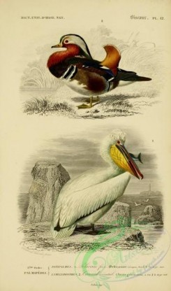 waterfowls-00261 - Dalmatian Pelican, Mandarin Duck