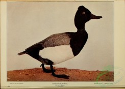 waterfowls-00457 - Lesser Scaup Duck, aythya affinis
