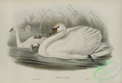 waterfowls-01143 - 531-Cygnus olor, Mute Swan