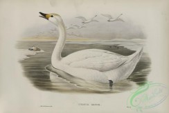 waterfowls-01145 - 533-Cygnus minor, Bewick's Swan