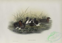 waterfowls-01171 - 565-Podiceps minor, Little Grebe, or Dabchik
