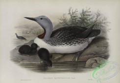 waterfowls-01174 - 568-Colymbus septentrionalis, Red-throated Diver