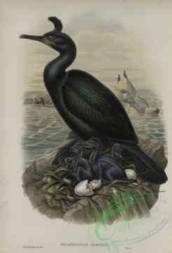 waterfowls-01176 - 576-Phalacrocorax graculus, Crested Cormorant, or Shag