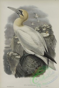 waterfowls-01177 - 577-Sula bassana, Gannet, or Solan Goose