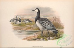 waterfowls-01874 - 005-Bernacle Goose, bernicla leucopsis