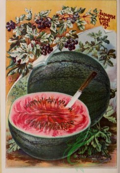 watermelon-00046 - 041-Watermelon, Grapes