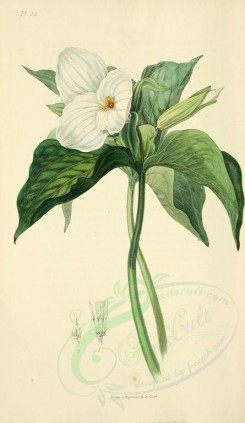white_flowers-00011 - 54-Large-flowered Trillium - trillium grandiflorum [2001x3450]