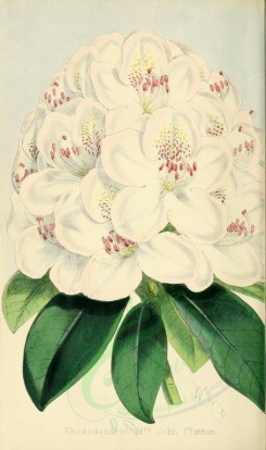 white_flowers-00016 - Rhododendron Mrs John Clutton [2086x3518]