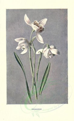 white_flowers-00021 - SNOWDROP [1722x2812]