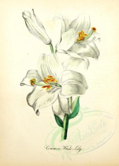 white_flowers-00026 - Common White Lily [1905x2650]