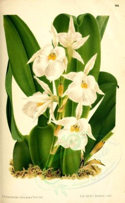 white_flowers-00107 - trichopilia fragrans nobilis [2430x3938]