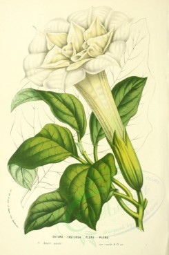 white_flowers-00129 - datura fastuosa [1787x2690]