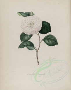 white_flowers-00134 - camellia bonardii [3008x3767]