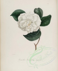 white_flowers-00167 - camellia grandiflora superba [3004x3630]