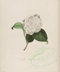white_flowers-00174 - camellia maria dorothea [3100x3726]