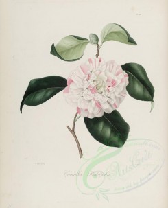 white_flowers-00178 - camellia ridolphii [2940x3630]