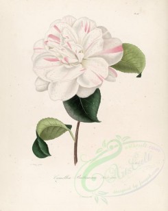 white_flowers-00187 - camellia baltimorea [2917x3665]