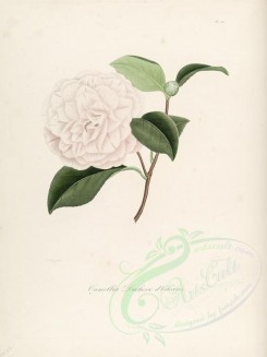 white_flowers-00191 - camellia duchesse d'orleans [2749x3665]