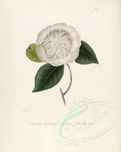 white_flowers-00193 - camellia frederich le grand flore albo pleno [2949x3706]