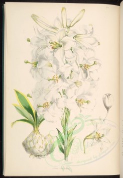 white_flowers-00205 - lilium candidum [3976x5749]