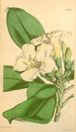 white_flowers-00237 - 4205-fagraea obovata, Obovate-leaved Fagraea [2064x3560]