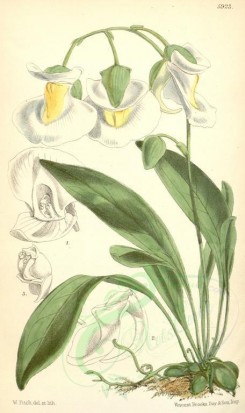 white_flowers-00272 - 5923-utricularia montana [2008x3378]