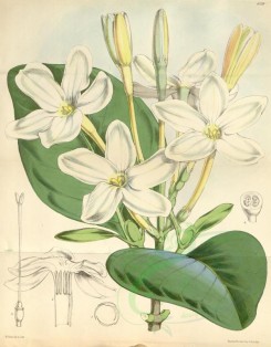 white_flowers-00284 - 6239-cosmibuena obtusifolia latifolia [3381x4321]