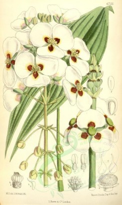 white_flowers-00301 - 6755-sagittaria montevidensis [2122x3563]