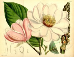 white_flowers-00303 - 6793-magnolia campbellii [4525x3505]