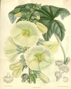 white_flowers-00348 - 7237-althaea ficifolia [3358x4225]