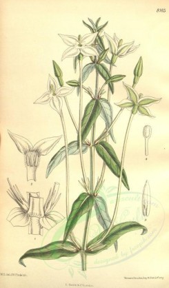 white_flowers-00400 - 8165-oldenlandia dolichantha [2076x3542]