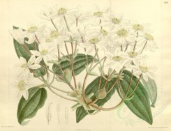 white_flowers-00438 - 8587-clematis armandi [4509x3464]