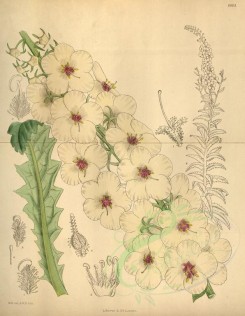 white_flowers-00476 - 8863-verbascum blattaria grandiflora [3443x4430]