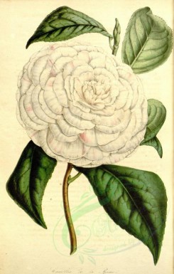 white_flowers-00485 - camellia de la reine [2301x3613]