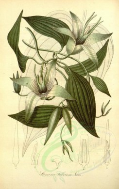 white_flowers-00497 - stemona tuberosa [2300x3650]