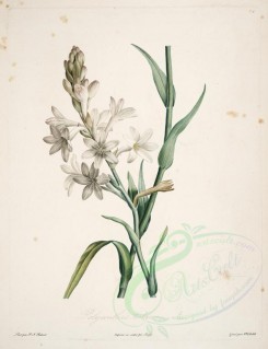 white_flowers-00499 - polyanthes tuberosa [4106x5345]