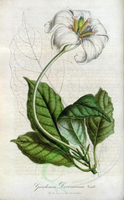 white_flowers-00508 - gardenia devoniana [2298x3705]