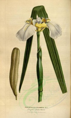 white_flowers-00534 - phalocallis plumbea [2207x3630]