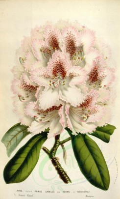 white_flowers-00817 - rhododendron prince camille de rohan [2227x3678]