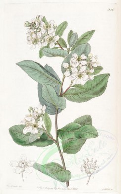white_flowers-00869 - 1836-kageneckia crataegifolia, Crataegus-leaved Kageneckia [2533x4046]