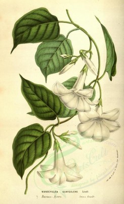 white_flowers-00888 - mandevillea suaveolens [2065x3383]