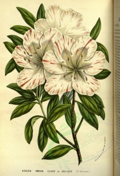 white_flowers-00982 - azalea indica gloire de belgique [2344x3436]