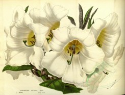 white_flowers-00989 - rhododendron nuttallii [4833x3664]