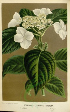 white_flowers-01049 - hydrangea japonica rosalba, 2 [2270x3639]