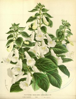 white_flowers-01063 - plectopoma naegelioides candidum [3690x4772]