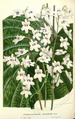 white_flowers-01065 - streptocarpus saundersi [2315x3687]