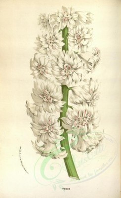 white_flowers-01077 - hyacinthus orientalis, 2 [2269x3683]