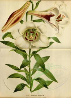 white_flowers-01108 - lilium japonicum colchesteri [3553x4883]