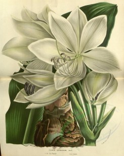 white_flowers-01129 - crinum giganteum [3648x4590]